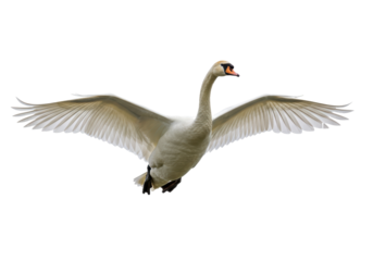 Isolated Mute Swan Spreading its Wings