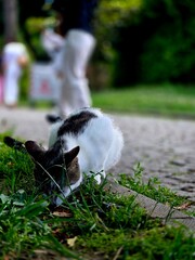 cat on the grass