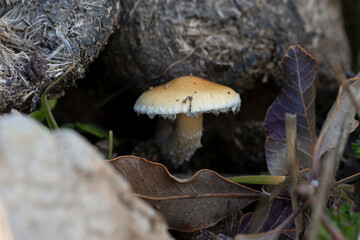 pequeño hongo coprófilos brotando en un bosque húmedo de la zona central de Chile