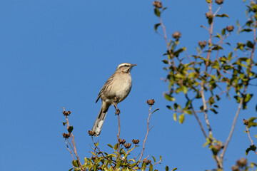 Pajaro llamado Tenca sobre ramas de un árbol en un día soledado