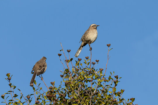 par de pajaros llamados "Tencas" sobre ramas de un &aacute;rbol en un d&iacute;a soledado
