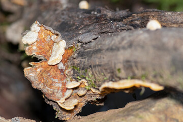 hongos de repisa o políporos, creciendo sobre una rama de árbol