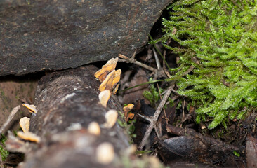 hongos de repisa o políporos, creciendo sobre una rama de árbol