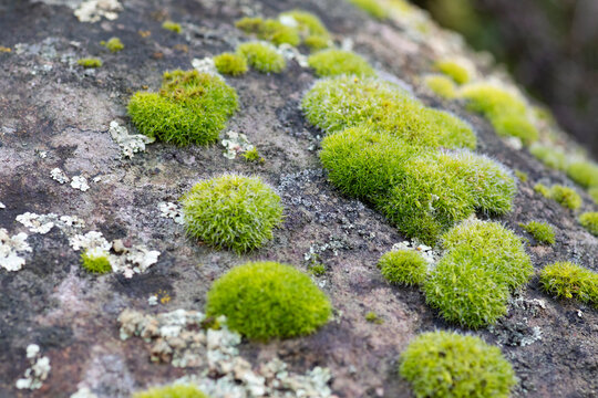 peque&ntilde;os l&iacute;quenes y helechos con roc&iacute;o creciendo sobre una roca, zona central de Chile