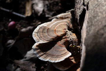 hongos de repisa o políporos, Trametes versicolor, creciendo sobre un tronco de árbol