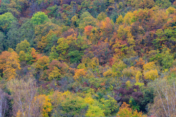 Aerial view of a beautiful deciduous forest with lush trees in autumn colors