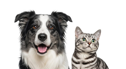 Obraz premium Border Collie Dog and Tabby Cat Isolated on Transparent Background – Friendly Pet Duo PNG for Design, Advertising, and Educational Use