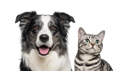 Border Collie Dog and Tabby Cat Isolated on Transparent Background – Friendly Pet Duo PNG for Design, Advertising, and Educational Use

