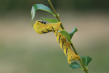 Chenille Sphinx t&ecirc;te de mort