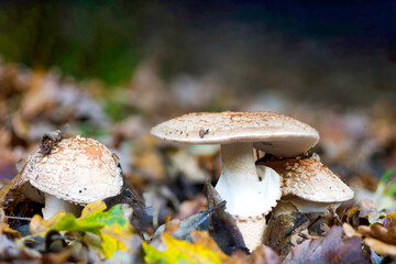 Blusher mushrooms (Amanita rubescens) growing among fallen leaves. 
