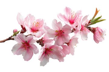 Fototapeta premium Almond pink spring flowers in PNG isolated on Transparent