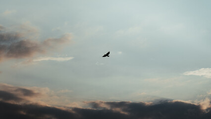 Lonely Bird in Flight against the Background of the Vast, Cloudy Sky at Dusk
