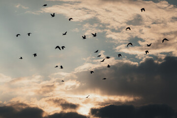 A flock of birds flying in the cloudy sky at sunset, silhouettes against the background of the...