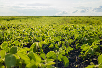 Young soybean plants flourish in rows within a vibrant green field, basking in the sunlight on a clear day