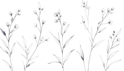 Fototapeta premium Minimal Flower Buds and Ink Leaves Isolated on White. Abstract watercolor background