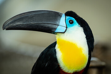 Naklejka premium The white-throated toucan is a near-passerine bird in the family Ramphastidae found in South America throughout the Amazon