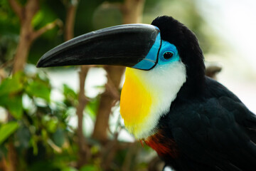 The white-throated toucan is a near-passerine bird in the family Ramphastidae found in South America throughout the Amazon
