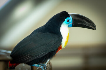 The white-throated toucan is a near-passerine bird in the family Ramphastidae found in South America throughout the Amazon