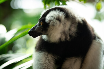 The black-and-white ruffed lemur is an endangered species of ruffed lemur, one of two which are endemic to the island of Madagascar
