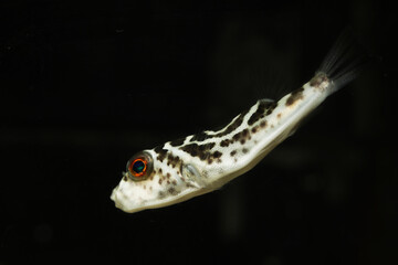 Bullseye Puffer (Sphoeroides annulatus) in black background © Pavaphon