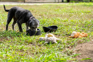 Mixed breed dog enjoying meal in park with toys