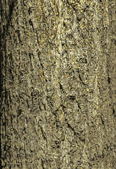 Vector illustration of Japanese pagoda tree bark detail. Latin name is Styphnolobium japonicum, Sophora japonica.
