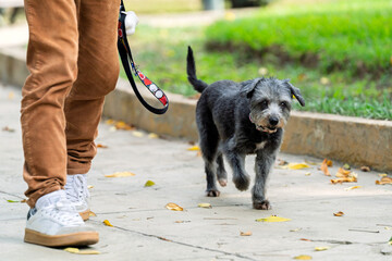 Dog owner walking mixed breed pet in park