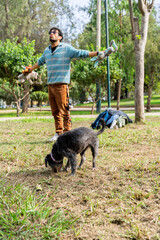 Dog walker balancing plush toys while dog sniffs ground in park