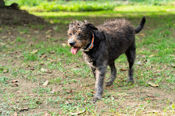 Happy mixed breed dog walking in the park