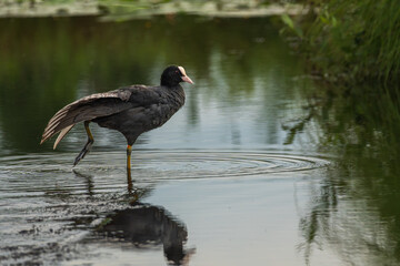 Common Coot stretching wing in calm water