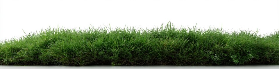 Fototapeta premium Lush green grass turf on white background