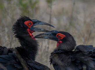 Southern ground hornbill in Kruger national park