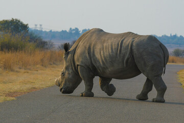 White Rhinoceros in Rietvlei nature reserve