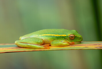 A cute Yellow-striped Reed Frog (Hyperolius semidiscus) sleeping on reeds at the edge of a dam, KwaZulu-Natal, South Africa