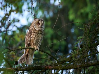 Uszatka (zwyczajna), sowa uszata - Asio otus, long-eared owl © filozofgrecki