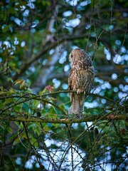 Uszatka (zwyczajna), sowa uszata - Asio otus, long-eared owl