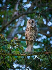 Uszatka (zwyczajna), sowa uszata - Asio otus, long-eared owl