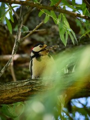 Dzięcioł duży, great spotted woodpecker, Dendrocopos major