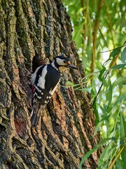 Dzięcioł duży, great spotted woodpecker, Dendrocopos major