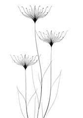 Black line art of flowers with delicate petals on white background  