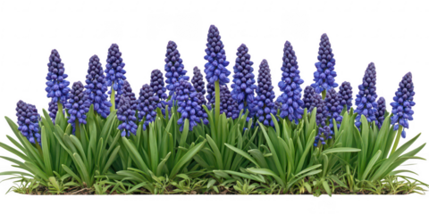 Grape hyacinth flowers garden view on transparent png background