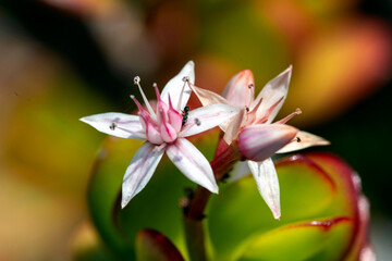 Jade Plant flowers (Crassula ovata)