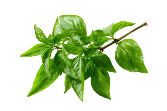 Fresh green leaves branch of Thai lemon basil or hoary basil tropical herb plant isolated on a transparent background
