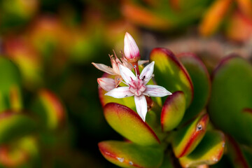 Jade Plant flowers (Crassula ovata)