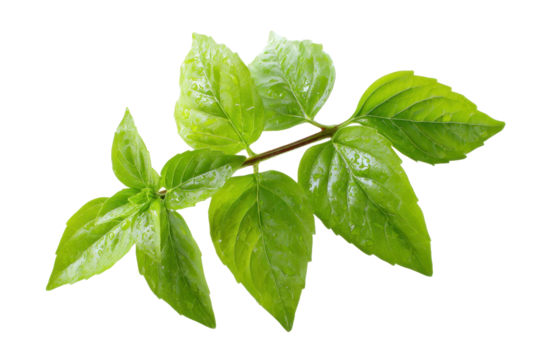 Fresh green leaves branch of Thai lemon basil or hoary basil tropical herb plant isolated on a transparent background