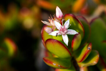 Jade Plant flowers (Crassula ovata)