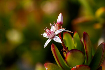Jade Plant flowers (Crassula ovata)