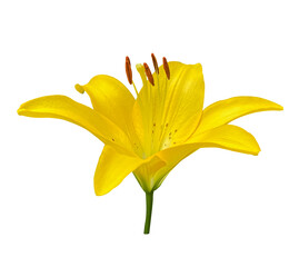 Yellow Lily flower on a transparent background with clipping path. Floral design element for cards, invitations, posters.