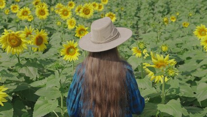 farmer walks with his back across field sunflowers. Agriculture. concept growing sunflower seeds....