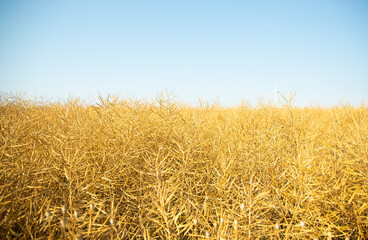 Golden rapeseed field under clear sky